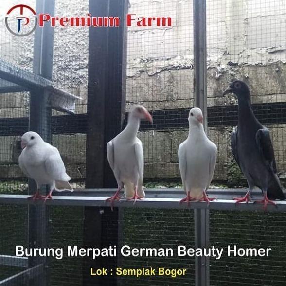 GRATIS ONGKIR Merpati / BURUNG MERPATI / MERPATI HIAS GERMAN BEAUTY HOMER / Burung
