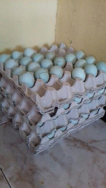 Egg Tray Ecer