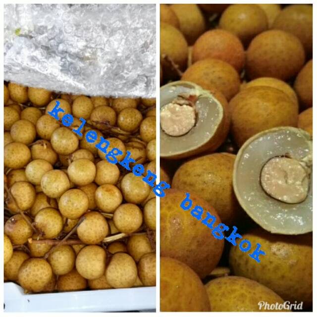 

Klengkeng bangkok besar