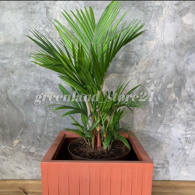 Tanaman Palem merah - pohon palem merah - palem - pohon palem - palem merah - tanaman indoor