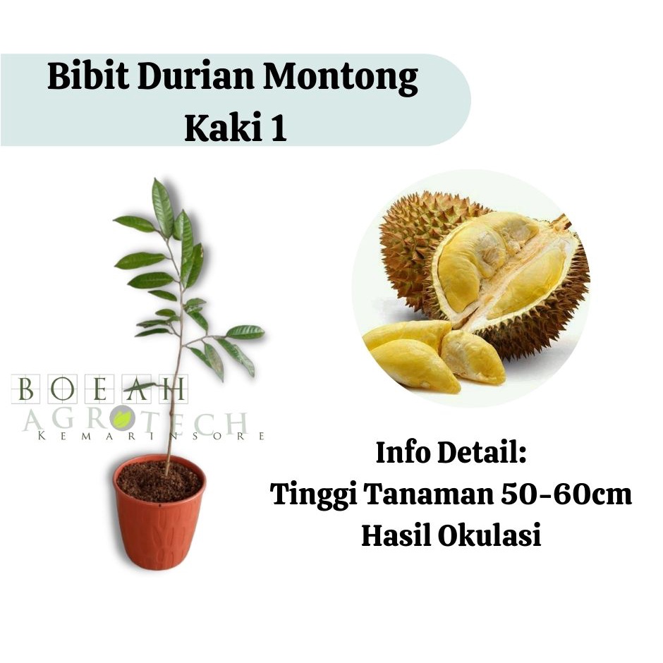 Bibit Durian Montong Kaki 1 (Jaminan Original)