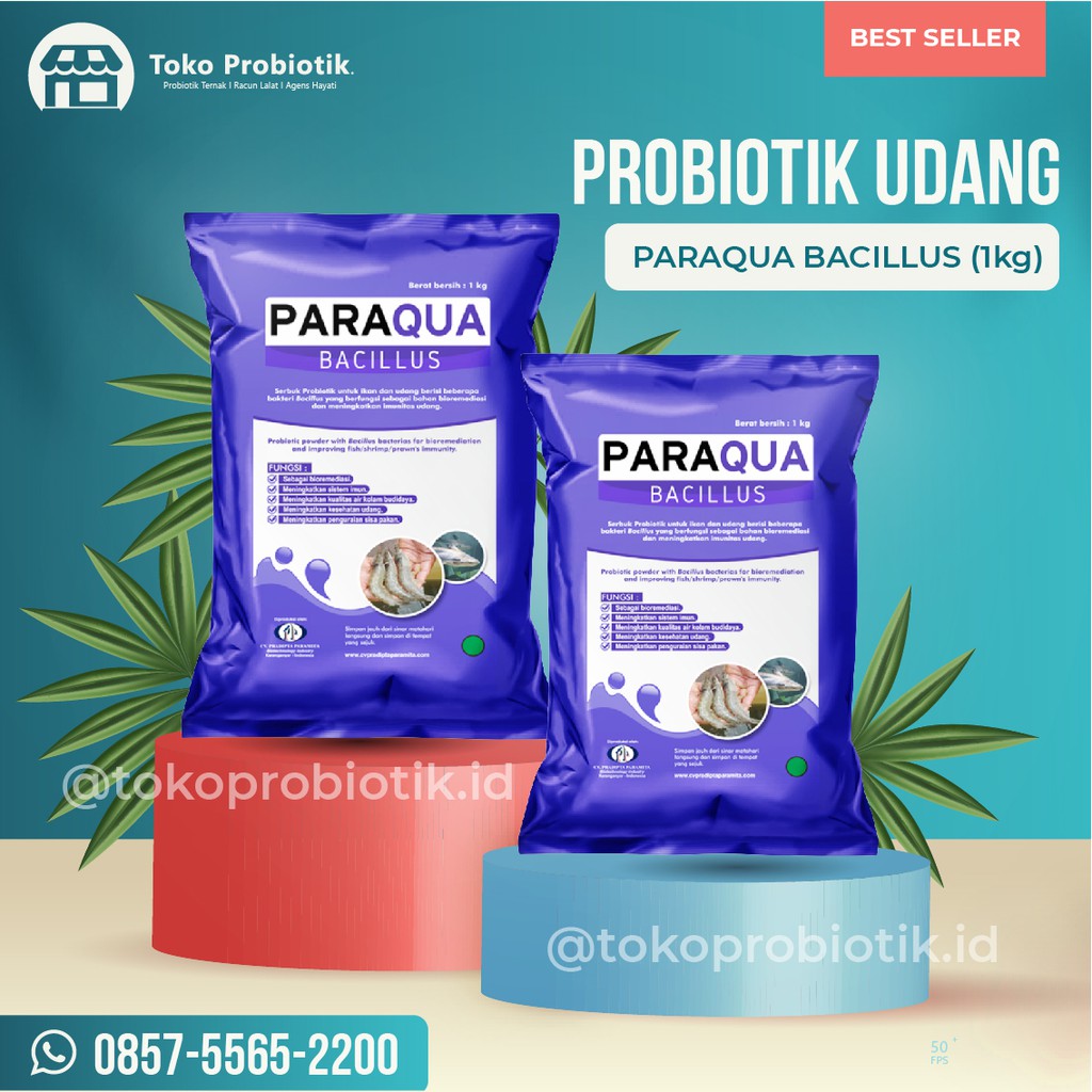 PROBIOTIK UDANG PARAQUA BACILLUS UNTUK MEMBANTU MENINGKATKAN SISTEM IMUN