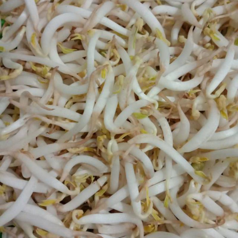 

taoge segar
