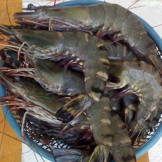 Jual Udang Pancet Pacet Windu Tiger Shrimp Size Medium Kemasan Ekonomis