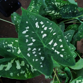 tanaman hias keladi army caladium army Shopee Indonesia tanaman hias keladi army caladium army Shopee Indonesia