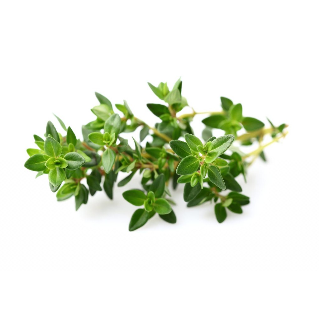 

Thyme Leaves / daun Aromaterapi Herbal Antiseptik Antibakteri Antitumor Organik Pasar Murah Jakarta