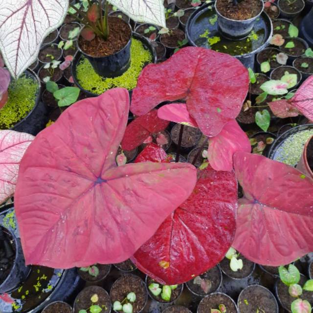 Red Dragon Caladium Keladi Kaladi Caladium Import Thailand Talas Lompong Tanaman Hias Bunga Hias Shopee Indonesia