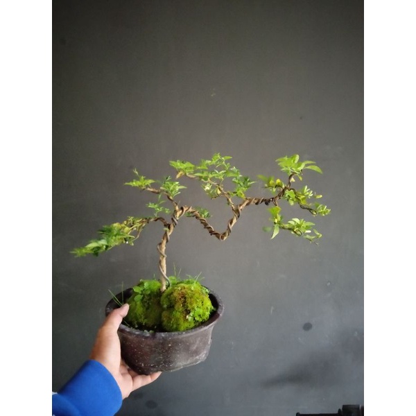 bonsai jeruk kinkit