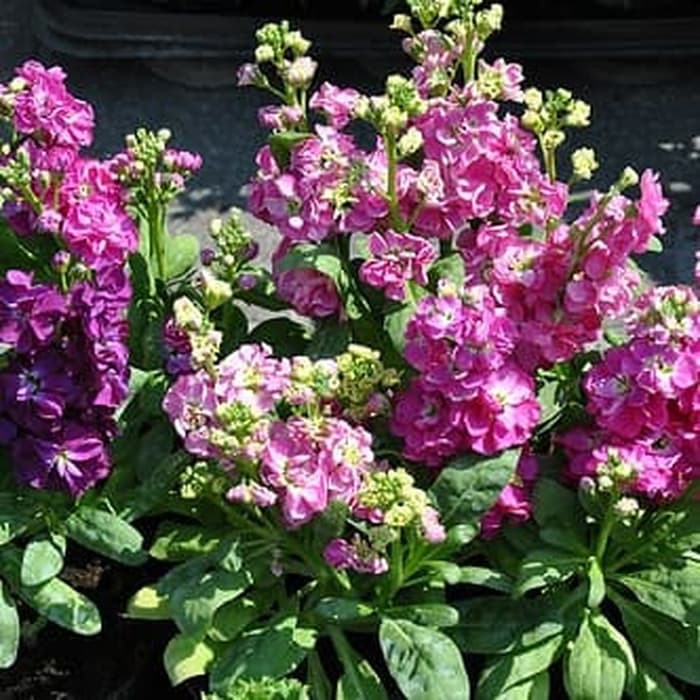 Benih Bibit Biji - Bunga Stock Brompton Mixed Flower Seeds - IMPORT