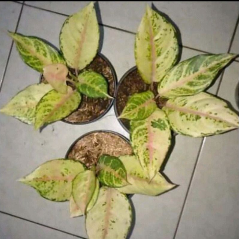 BIBIT/ ANAKAN AGLONEMA FROZEN 1/2 DAUN