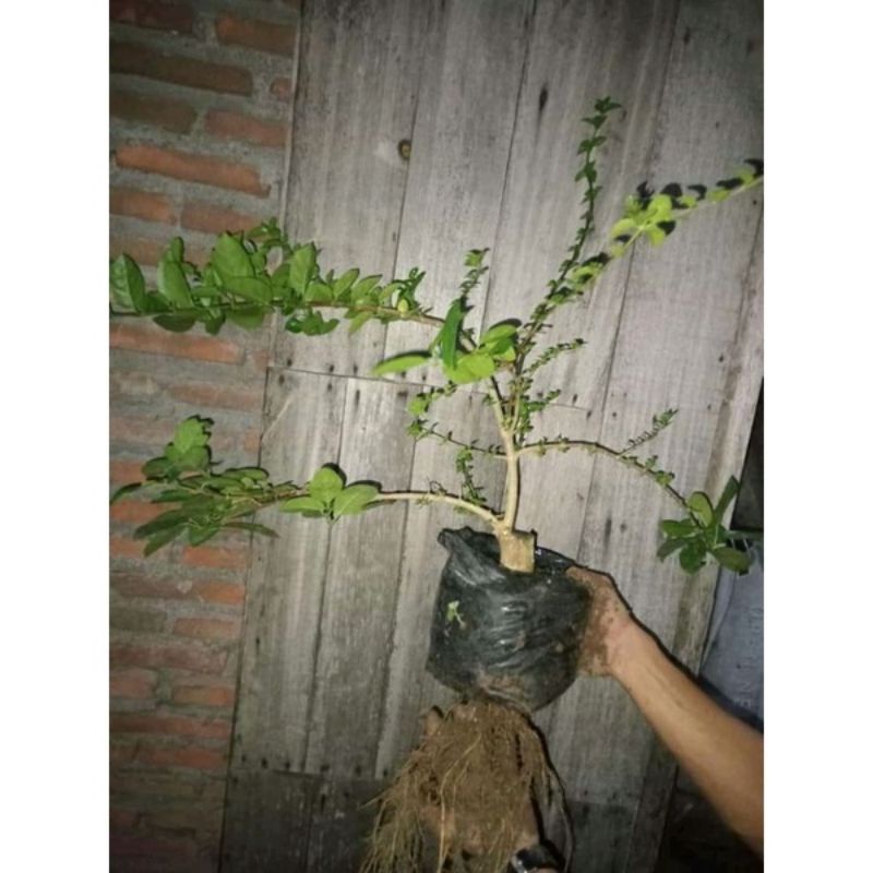 bonsai sancang ori dari cangkok 23k