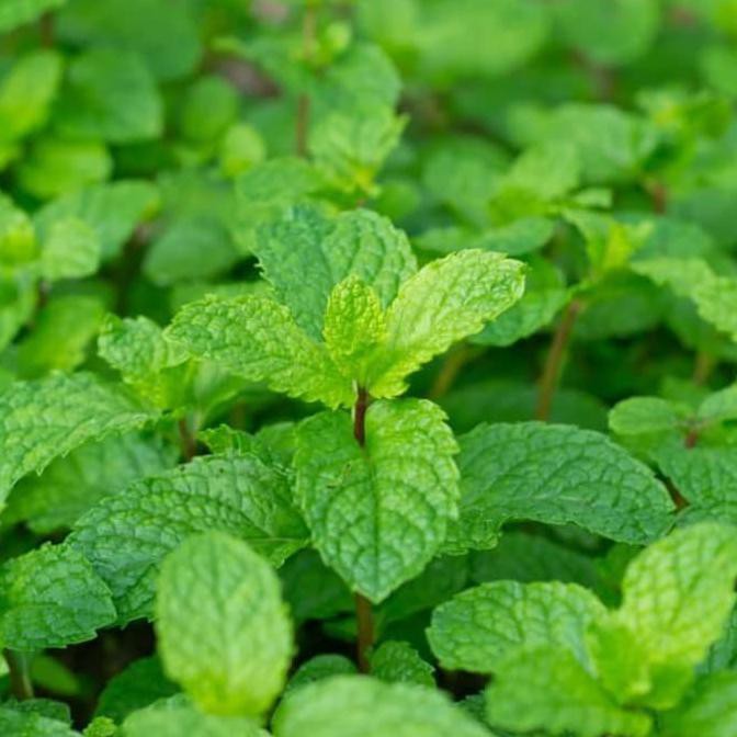 

daun mint herbal - jual daun mint