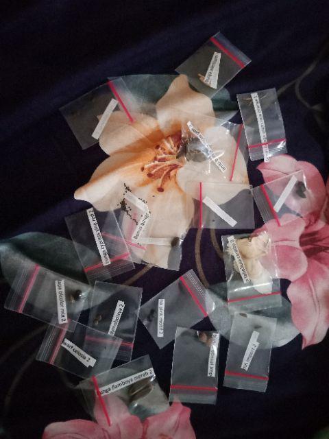 Biji/benih/bibit Bunga Tabebuia Caraiba (10 Biji)