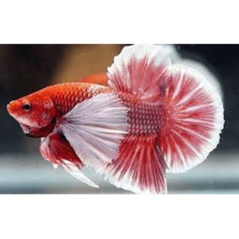 CUPANG PLAKAT BIG EAR/LAVENDER