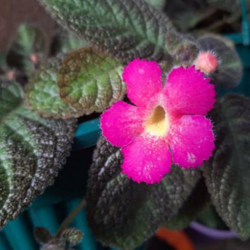 tanaman hias episcia bunga pink - beludru episcia bunga pink