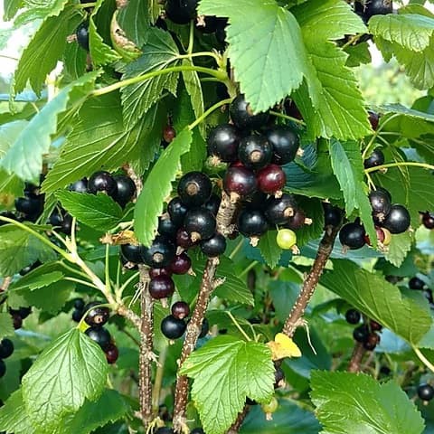 Benih Bibit Biji - Buah Blackcurrant Berries Black Currant Hitam Fruit Seeds - IMPORT