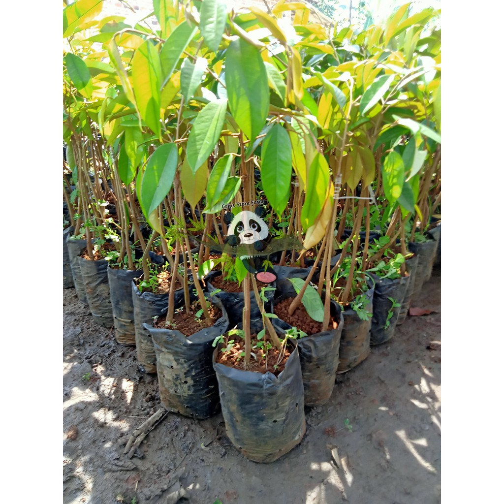 Bibit Durian Bawor Kaki 3 Cepat Berbuah