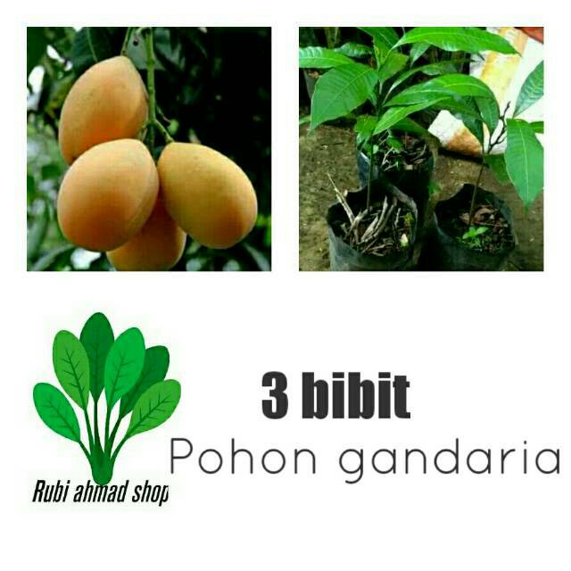 Paket 3 Bibit pohon gandaria/pohon gandaria/jatake