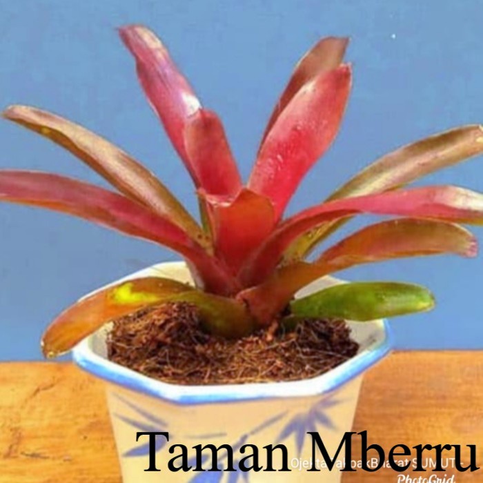 Bromelia Mini Pink Tree Colour# Bromelia Merah Hijau Bunga & Tanaman
