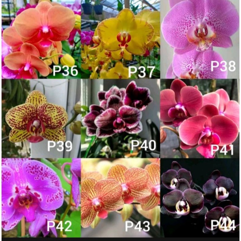 Anggrek bulan bibit botol murah warna koleksi