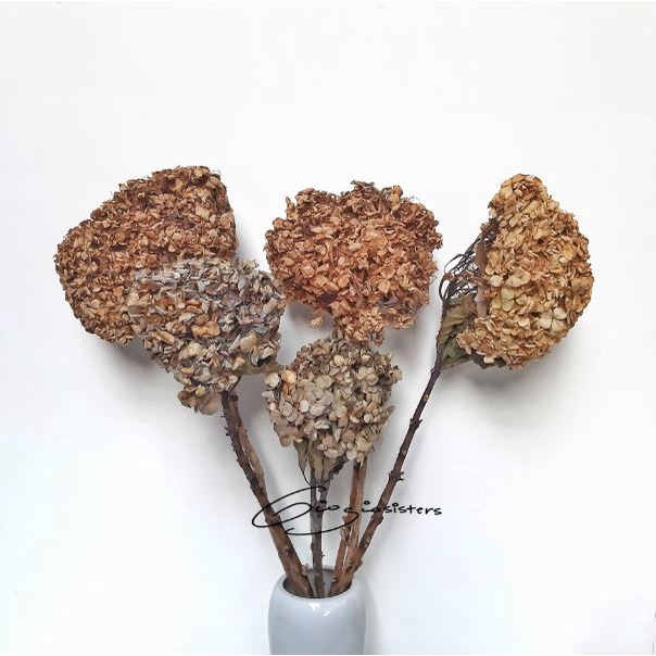 Bunga Hydrangea Kering LOKAL Bunga Kering Hiasan Rustic Dried Hortensia | Dried Hydrangea