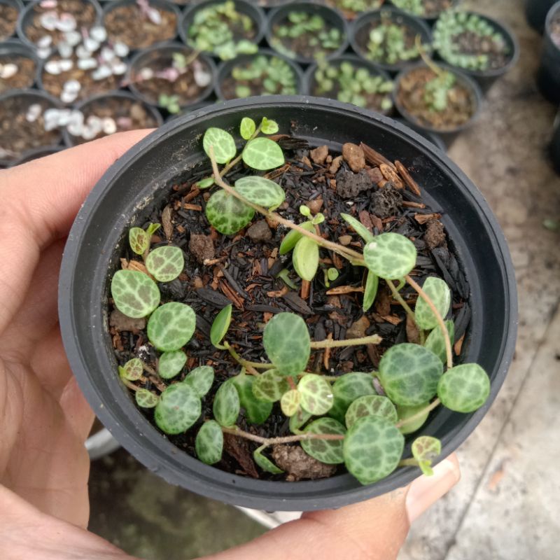 string of turtle+Pot 8cm