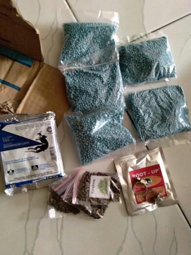 Benih Bibit Kangkung Super Kemasan Ecer