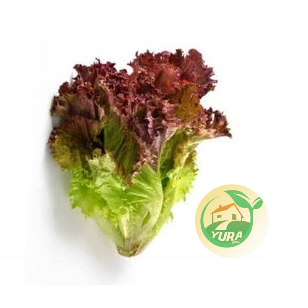 

LOLOROSA Organik 100% Sayur Segar Organic