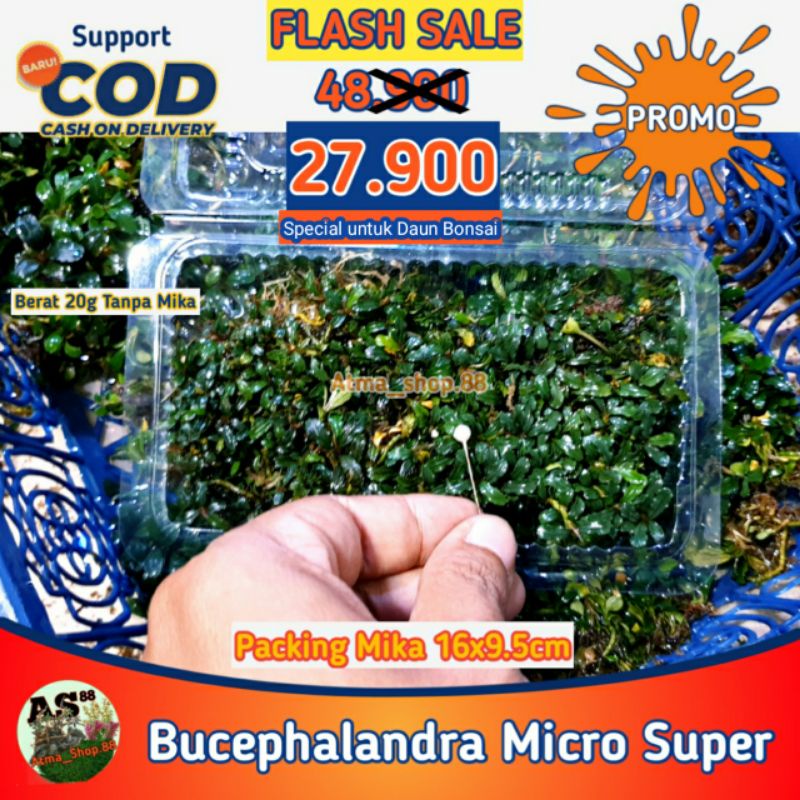 Bucephalandra Micro Super Buce Supermini Daun Semi Air untuk Bonsai Tanaman Aquascape