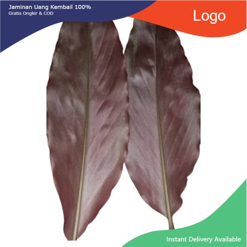 

Promo Daun kecombrang segar 1kg daun honje/combrang/rombeh siap petik