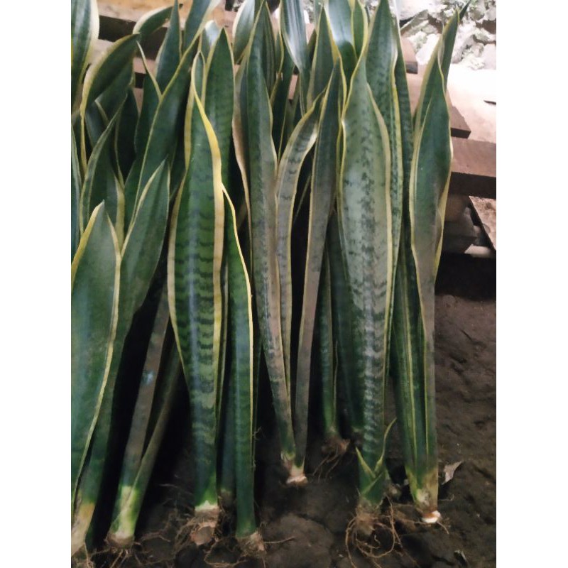 sensivera lidah mertua tinggi ukuran 1 meter