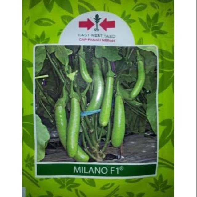 Benih Terong Hijau MILANO F1 isi 400 Panah Merah