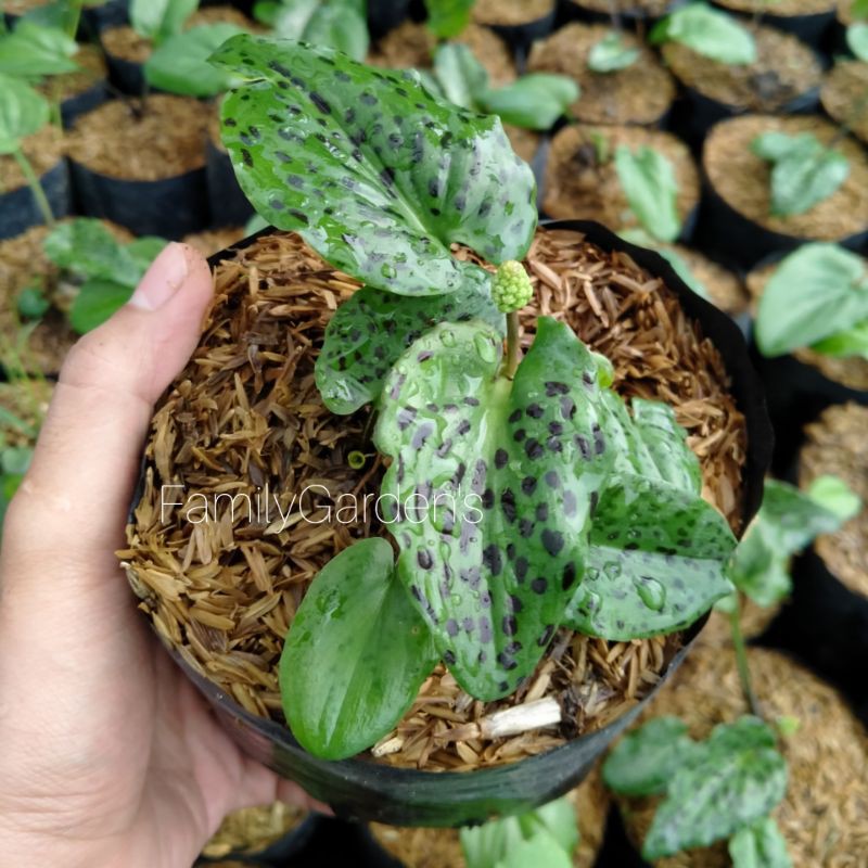 Tanaman Hias Lidah Katak / Keladi Katak