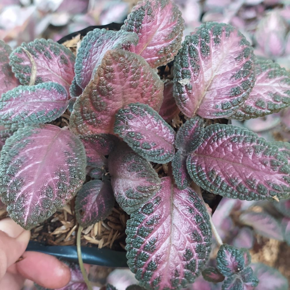 tanaman hias hidup tanaman gantung episcia