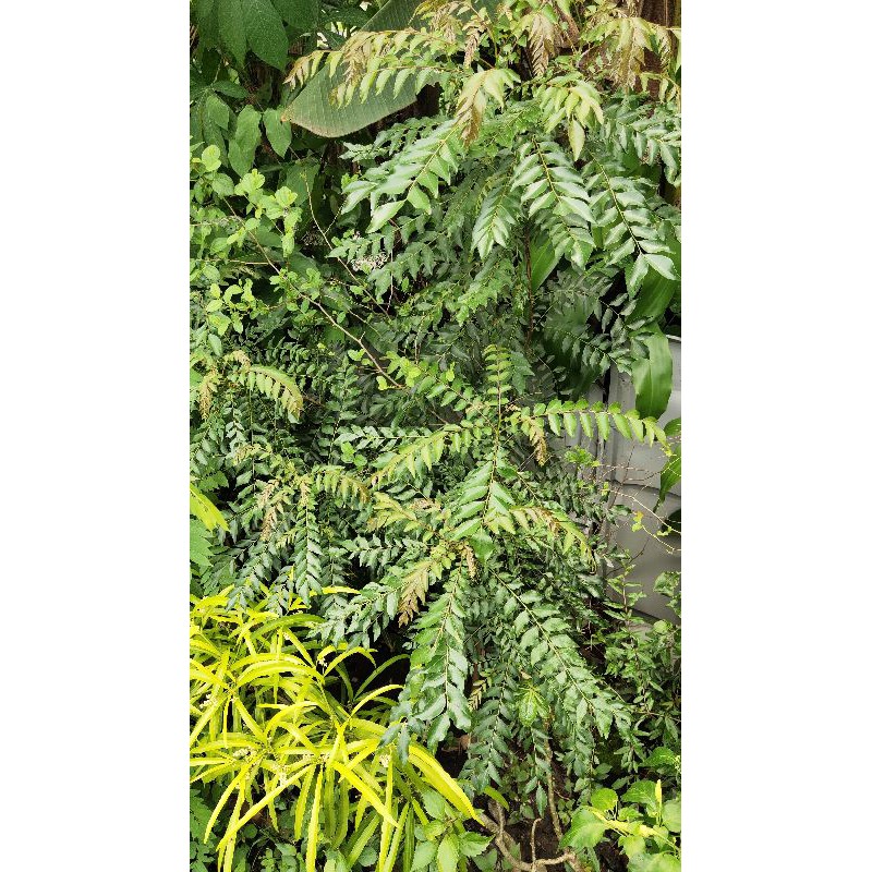 

daun kari/ curry leaf / Salam koja / koropele