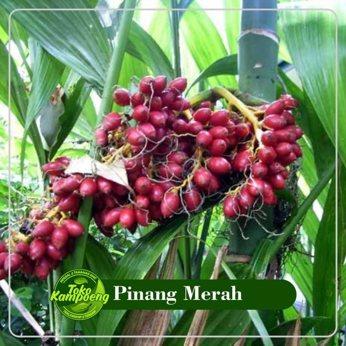 Buah Pinang Merah Bibit Benih Pinang Hias Pinang Mini