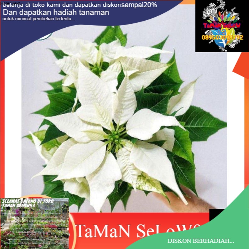 pohon kastuba bunga putih