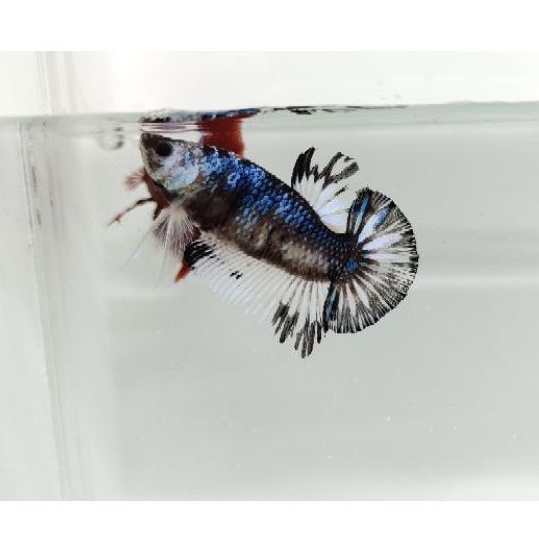 IKAN CUPANG AVATAR COPPER TOP GRADE