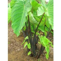 bibit talas lompong talas hitam wulung bibit unggul siap tanam