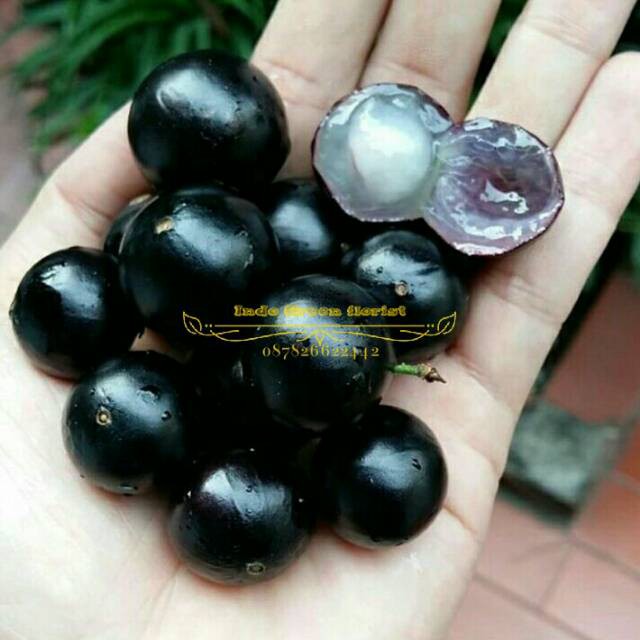 BURUANN Bibit anggur brazil OKULASI RECOMENDED