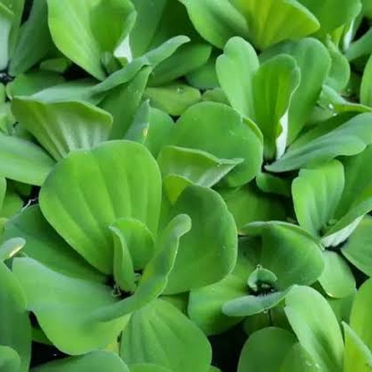 New Tanaman air apu apu - frogbit apuapu mata lele - tanaman hias apung