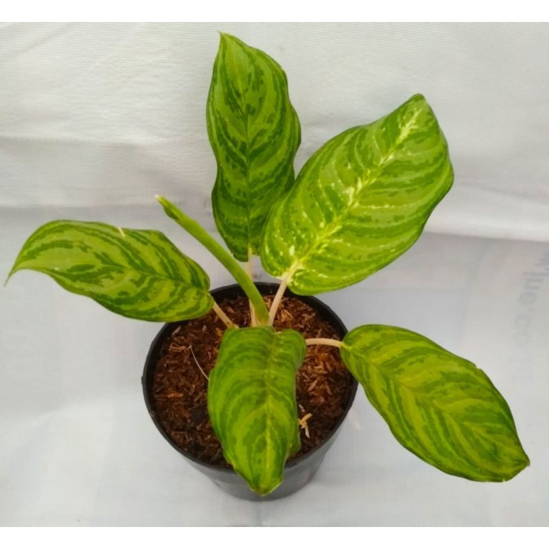 aglonema aglaonema cyrispum blanceng given diven army silver tanaman sri rejeki srirejeki pandemi