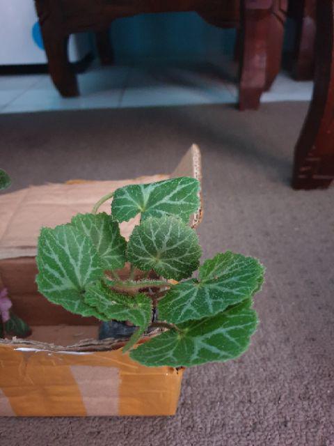 Jual Tanaman hias bunga begonia strawberry green | Shopee Indonesia