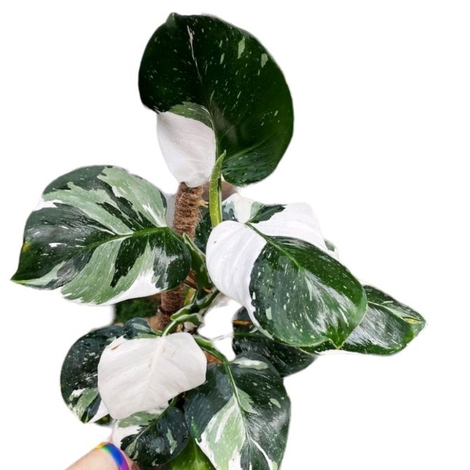 philodendron white wizard