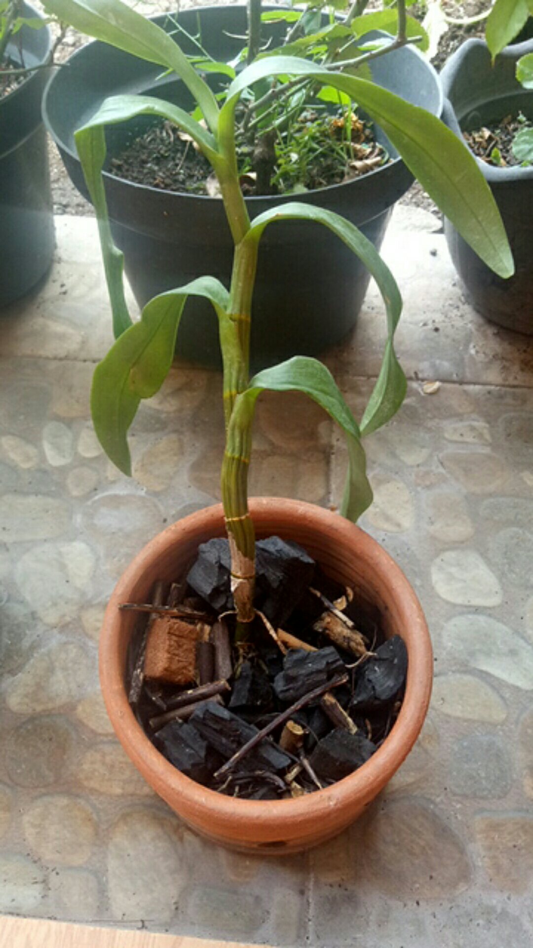 Anggrek Dendrobium Wonleng