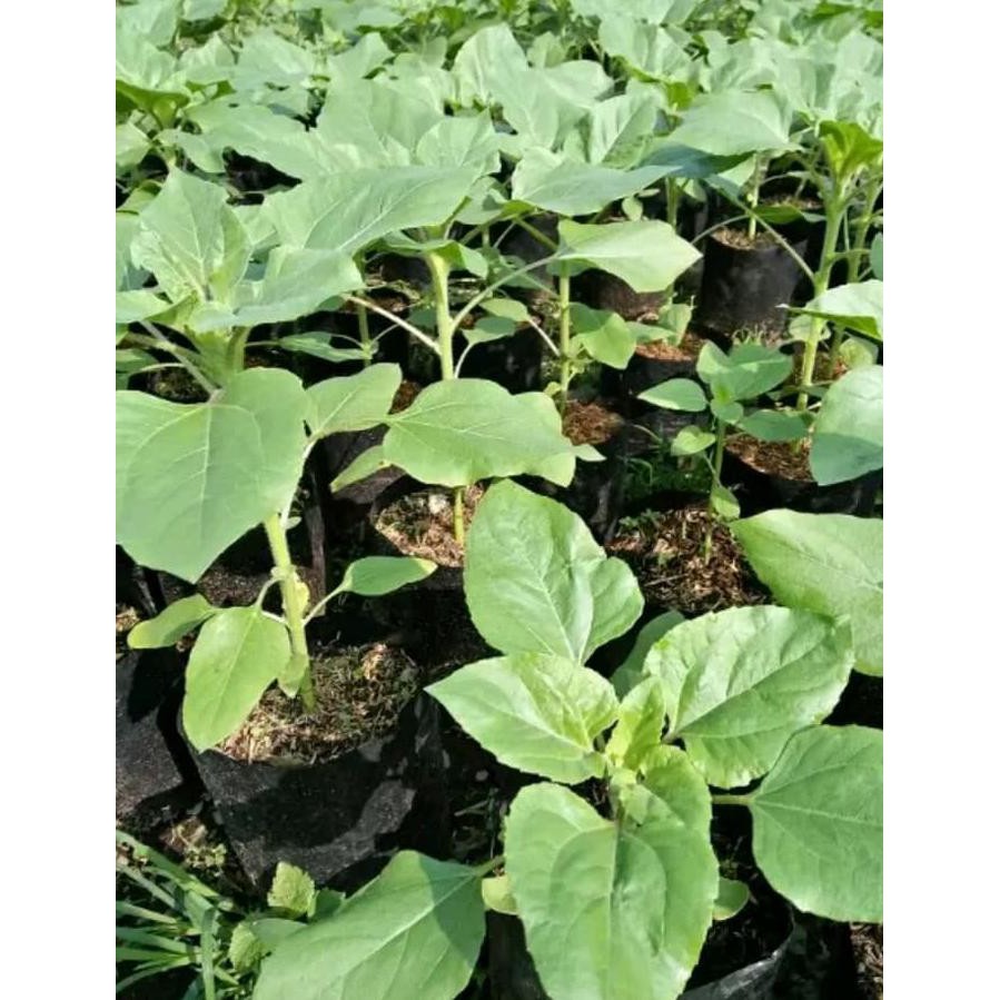 Pdc Tanaman Hias Bibit Bunga Matahari