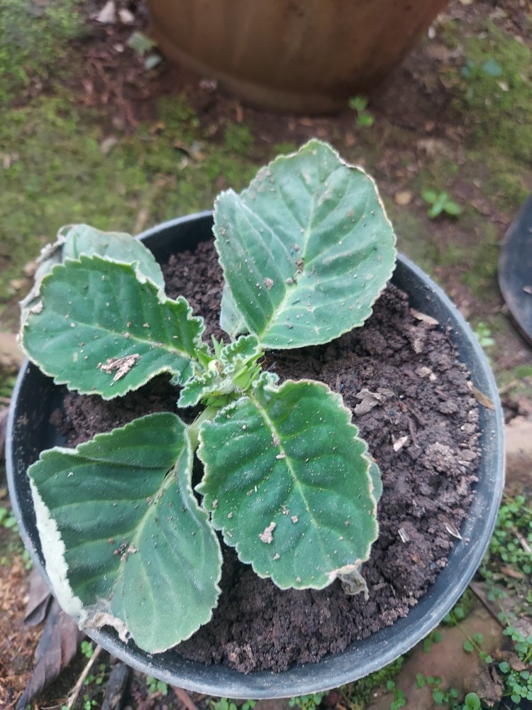 Tanaman Hias - Bunga Gloxinia - Warna Random