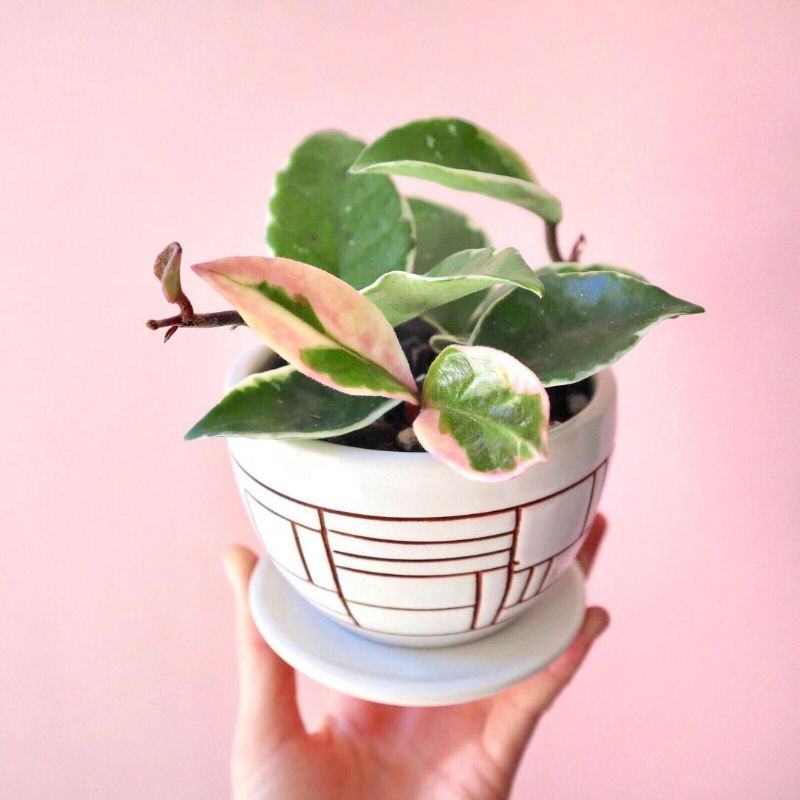 Tanaman hias hoya carnosa variegata putih / Carnosa varigata putih