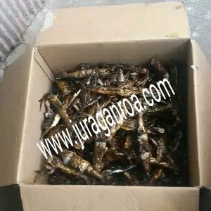 

Ikan Asap - Ikan Roa Asap Gorontalo
