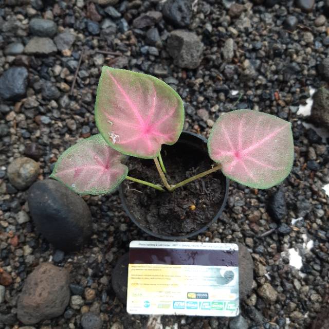 Ready Bibit Caladium Pinky Boy Shopee Indonesia